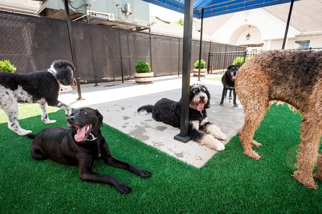 dogs_at_williamsburg_pet_hotel_and_suites_for_daycamp