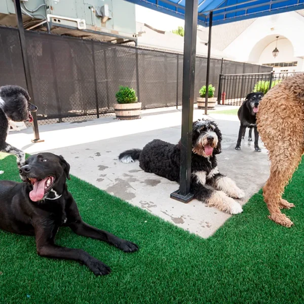 dogs_at_williamsburg_pet_hotel_and_suites_for_daycamp