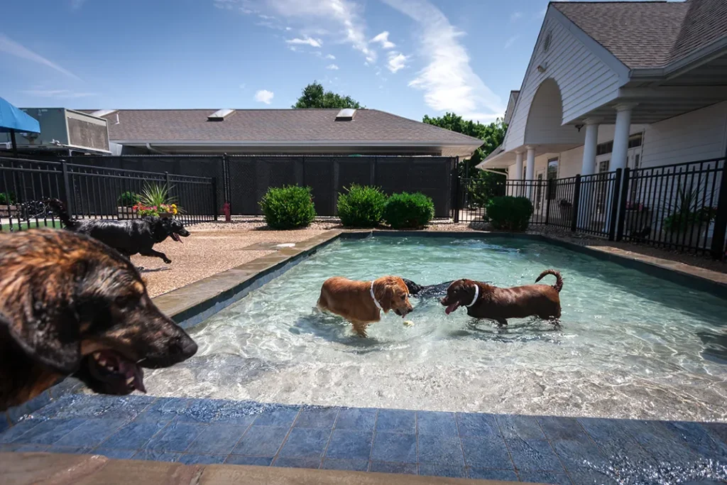dogs in swimming pool