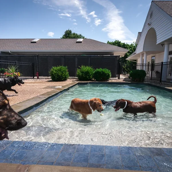 dogs in swimming pool