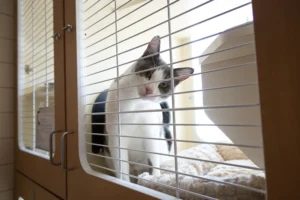 cat in a cat boarding suite