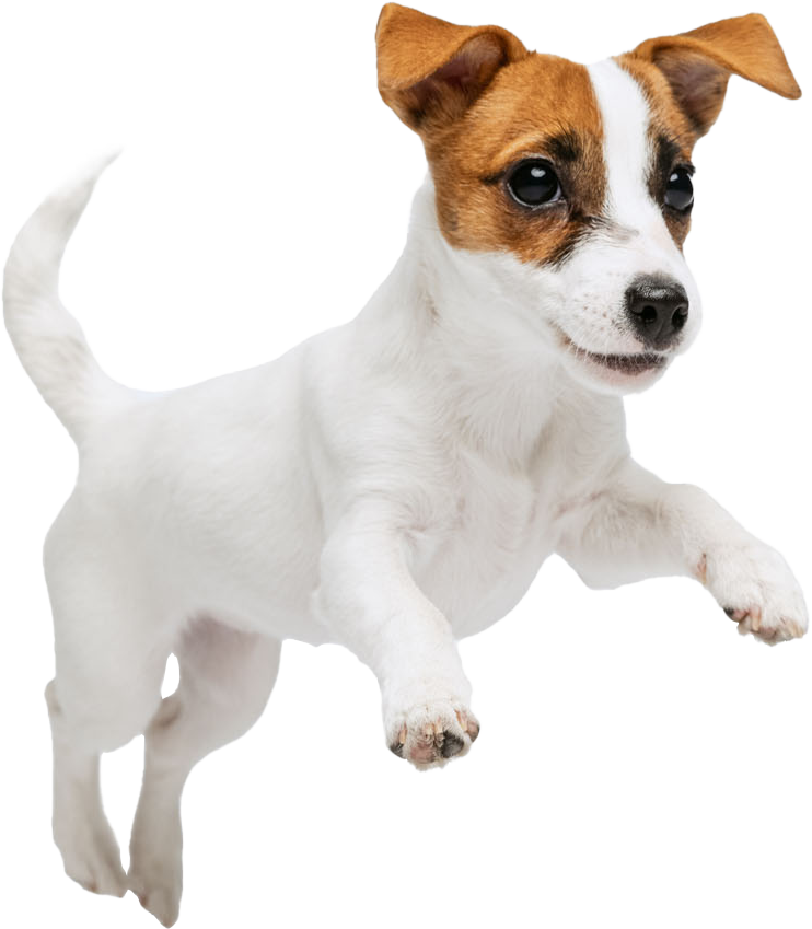 Happy dog