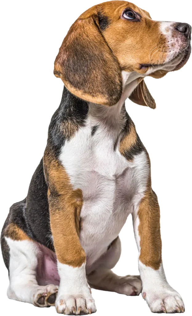 A dog