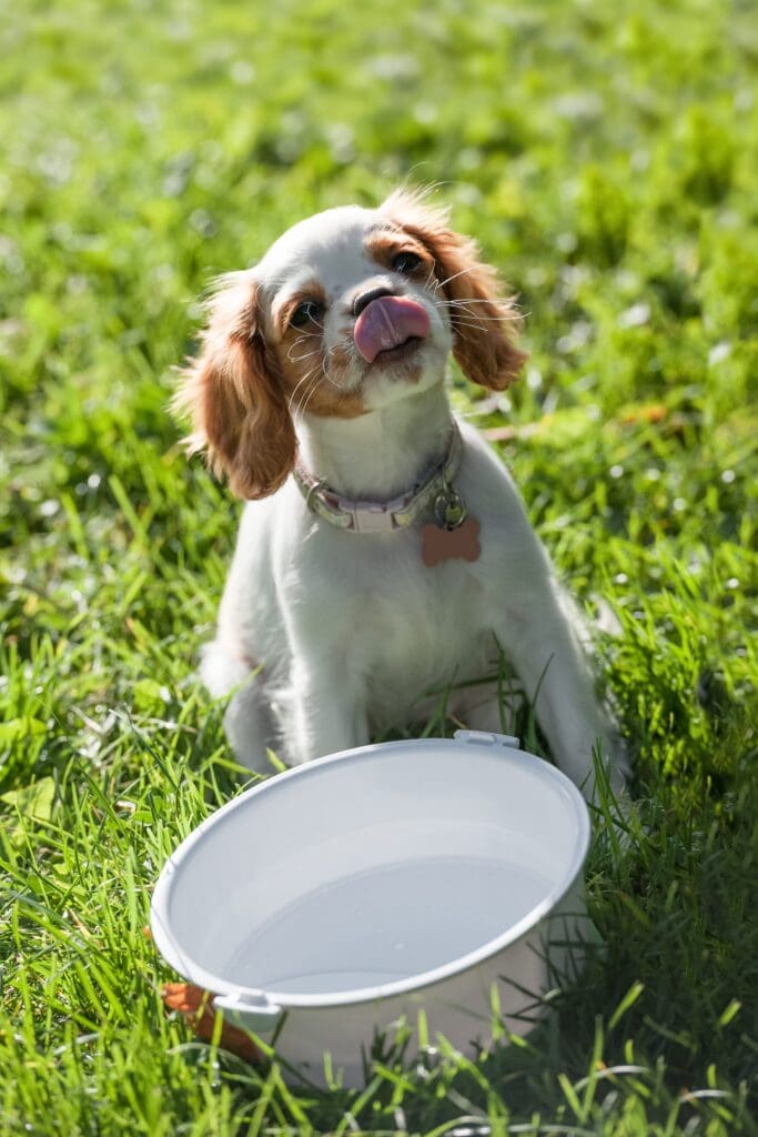 Ample amounts of fresh water to prevent dehydration in dogs