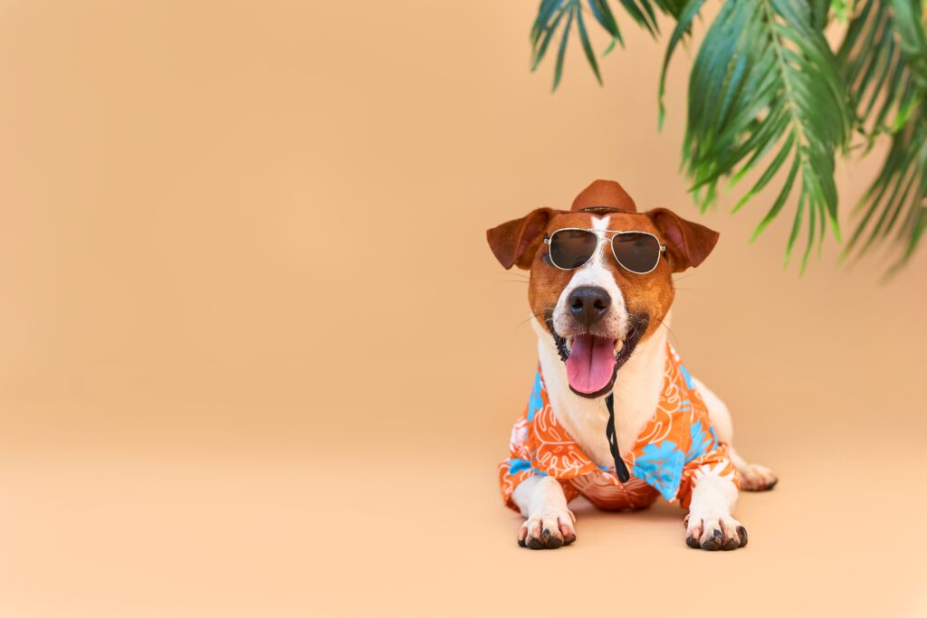 Benefits of Summer Dog Daycare Enrollment