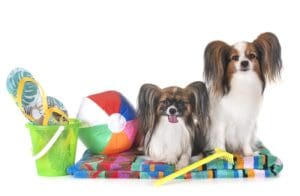 Why Summer Is the Best Time to Enroll Your Dog in Daycare