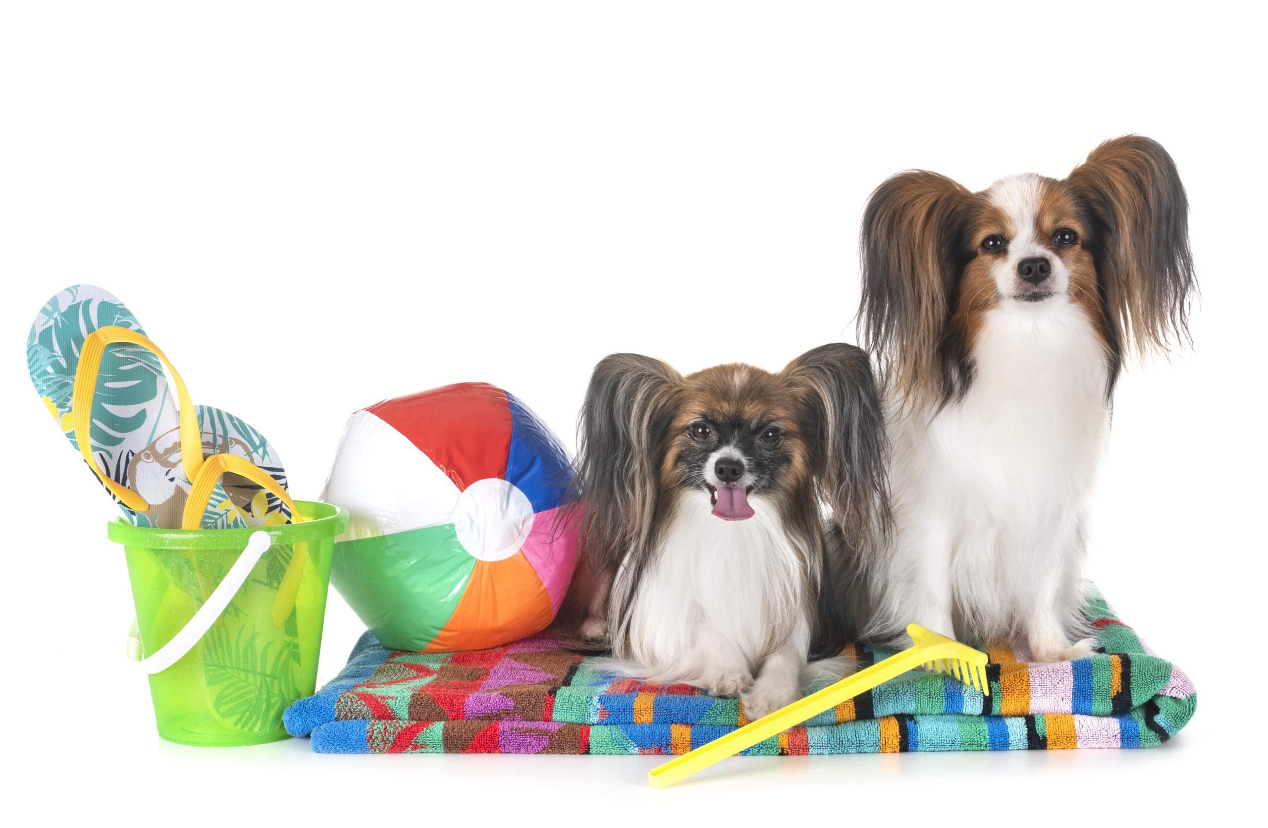Read more about the article Why Summer Is the Best Time to Enroll Your Dog in Daycare