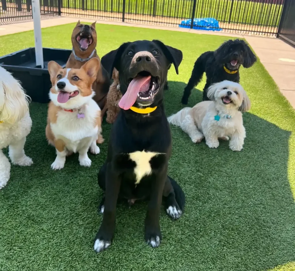 Happy dogs at Williamsburg Pet Hotel - Missouri