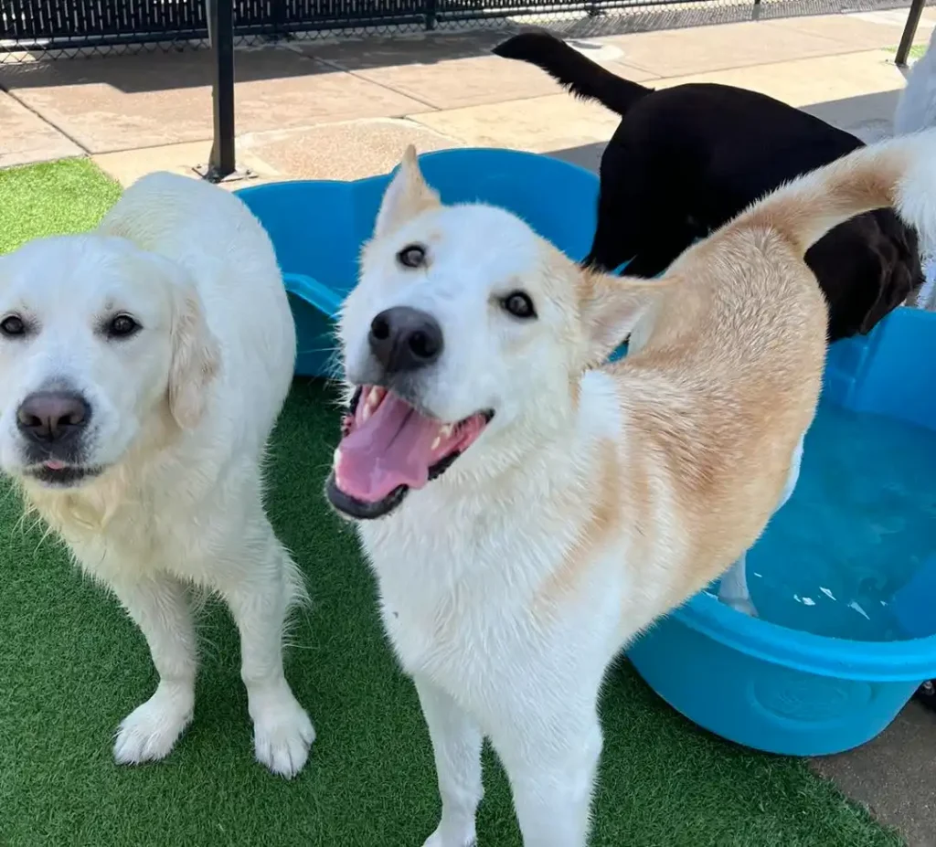 two dogs smiling in a swimming pool