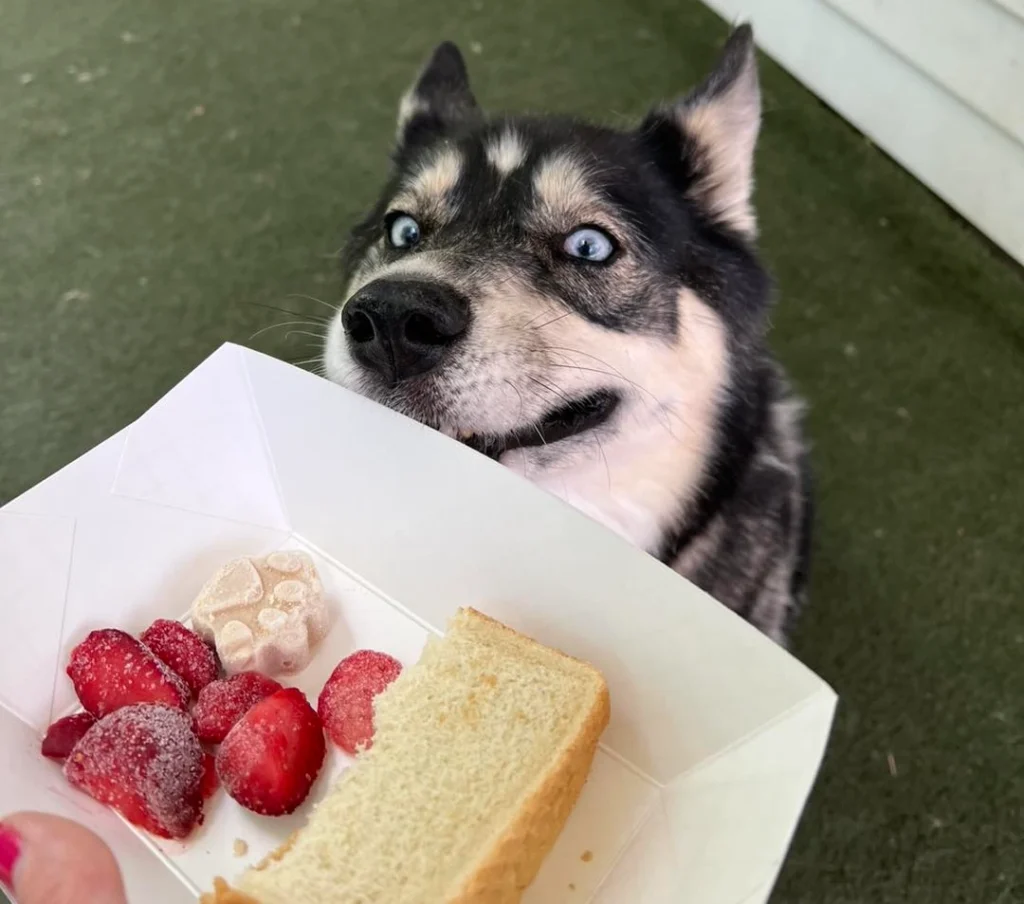 a dog looking at food
