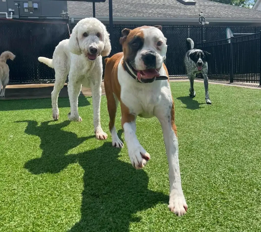 two dogs running in grass