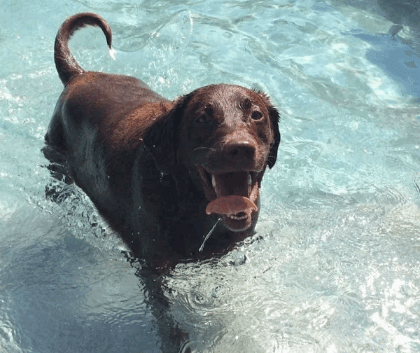 A doggie enjoying in Williamsburg Pet Hotel Swimming Pool-2