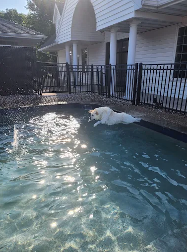 A doggie enjoying in Williamsburg Pet Hotel Swimming Pool