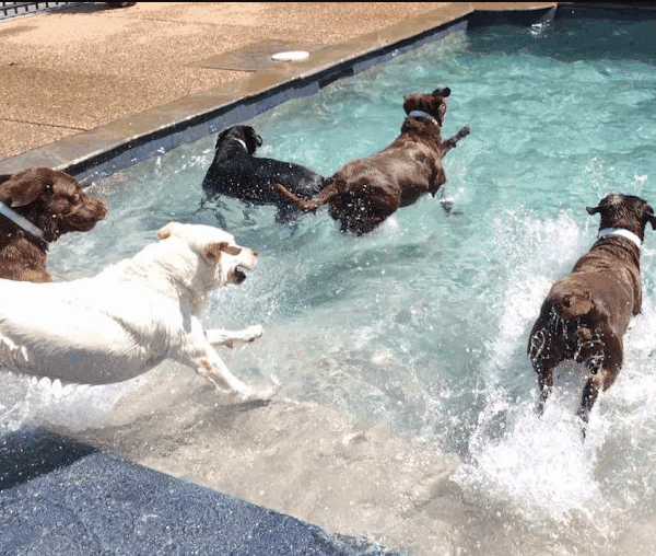 Doggies enjoying in Williamsburg Pet Hotel Swimming Pool