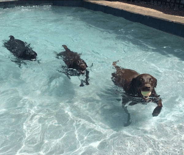 Doggies playig in Williamsburg Pet Hotel Swimming Pool