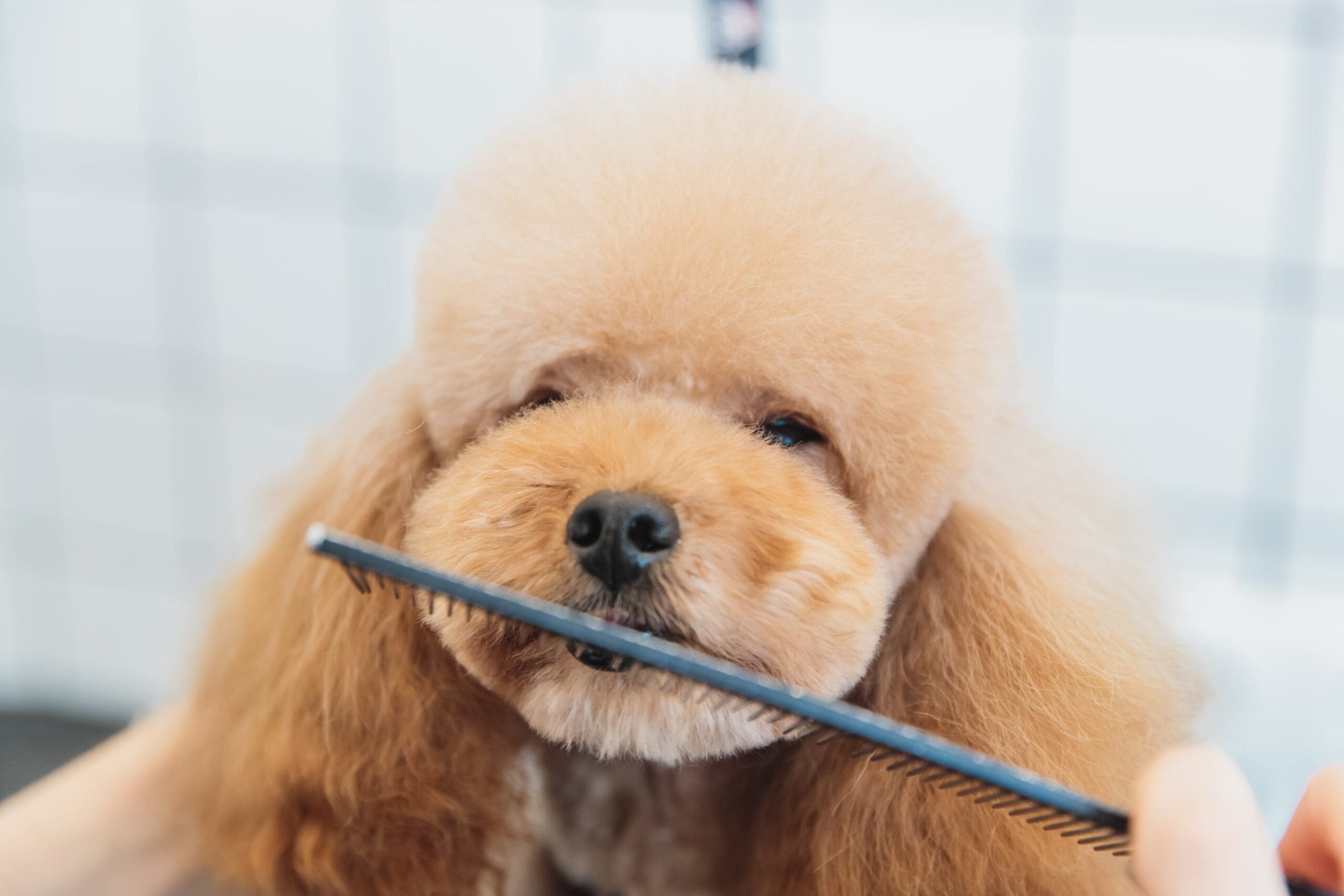 Read more about the article How Long Does Dog Grooming Take? A Complete Guide for Pet Owners