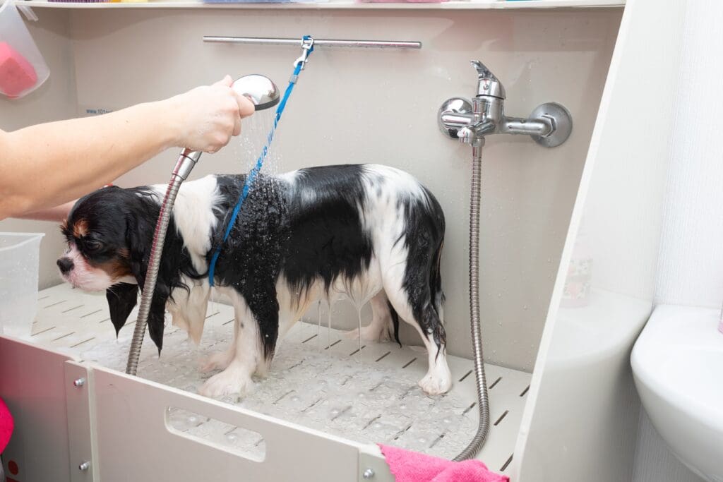 therapeutic dog bath by daycare