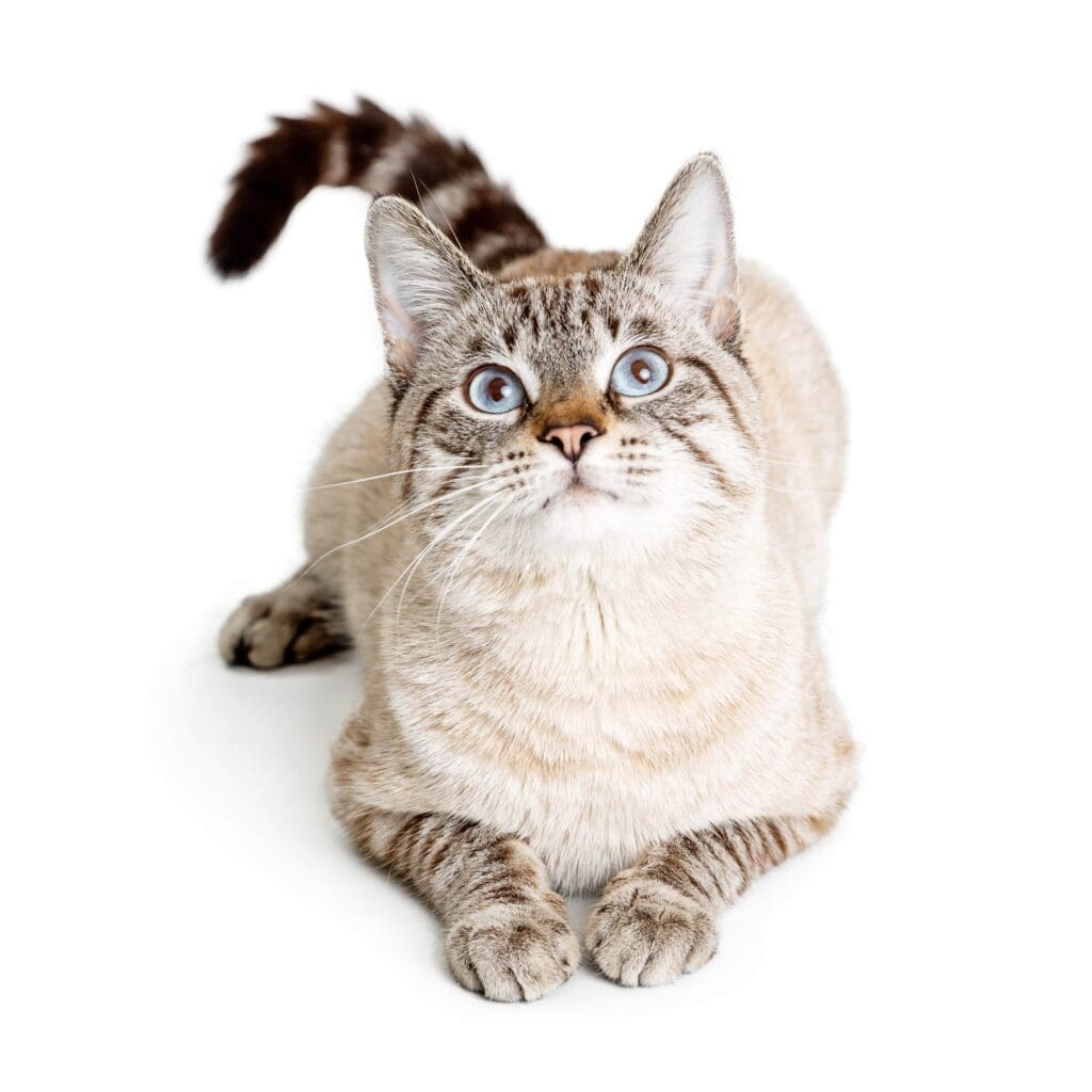 Happy cat looking up