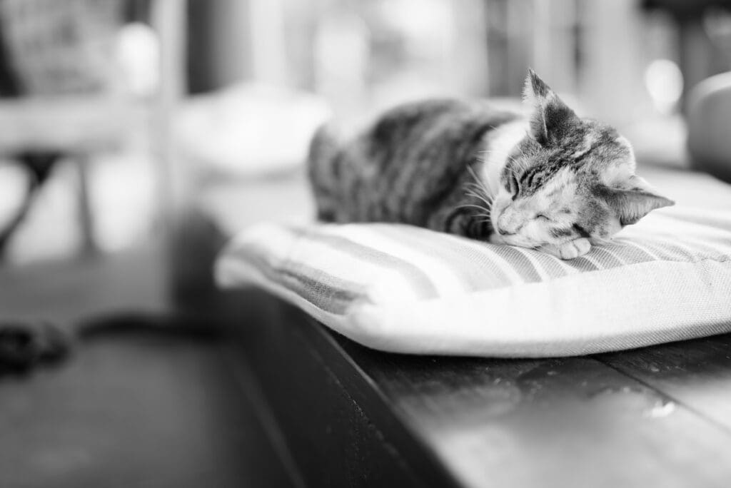 Cat Boarding