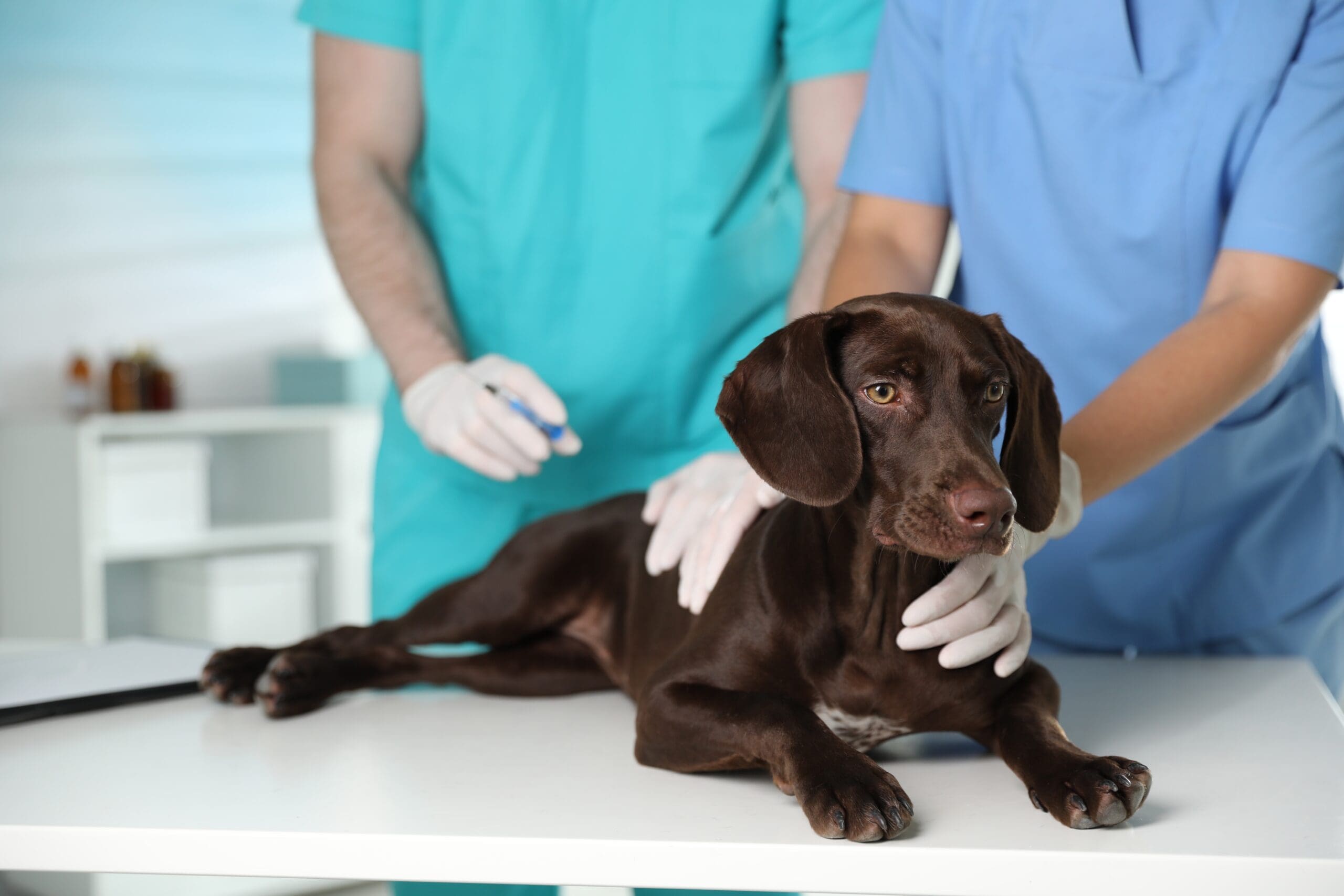 Read more about the article What Dog Vaccines Are Required for Boarding & Daycare?