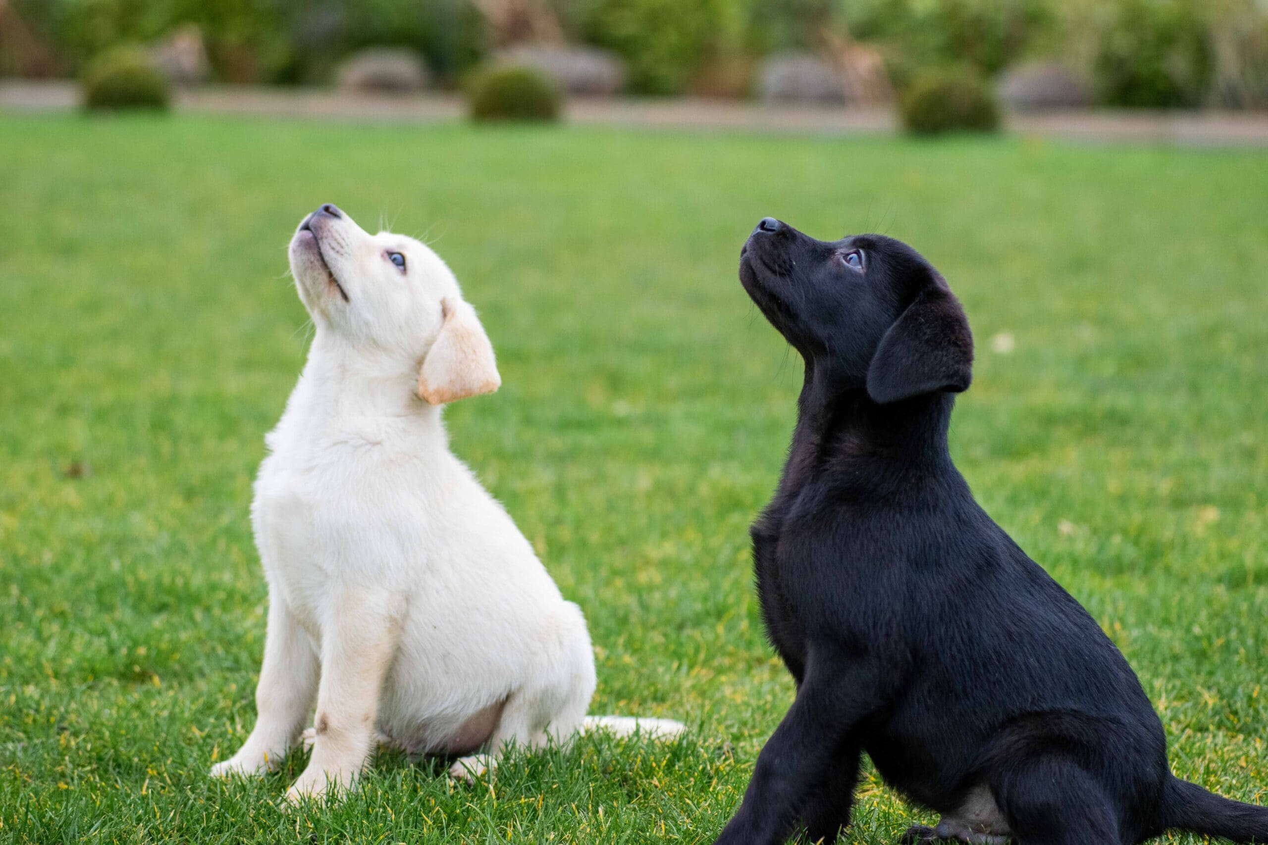 Read more about the article How Early Should You Enroll Your Puppy in Training?