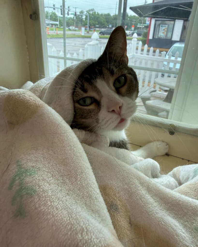 Adorable cat comfy and relaxing with a blanket during a boarding stay.