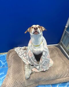 Dog getting ready to sleep at a boarding stay with their blanket and bed from home.