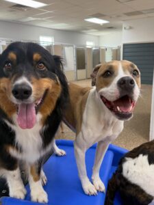 2 dogs happy and enjoying a boarding stay.