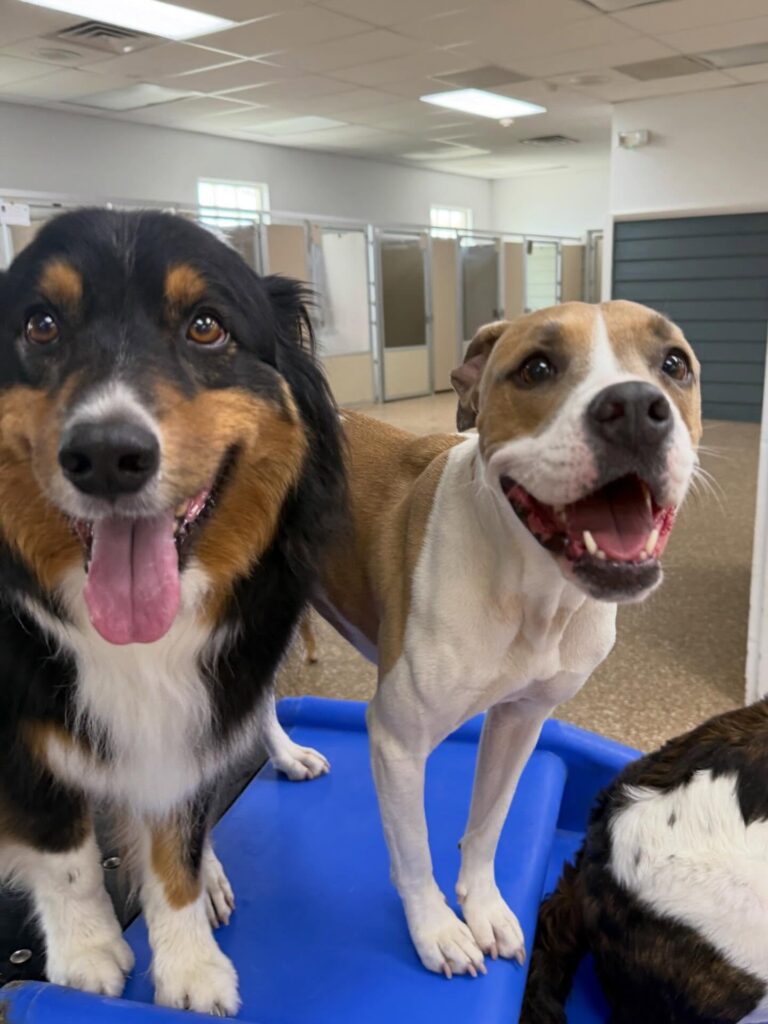 2 dogs happy and enjoying a boarding stay.
