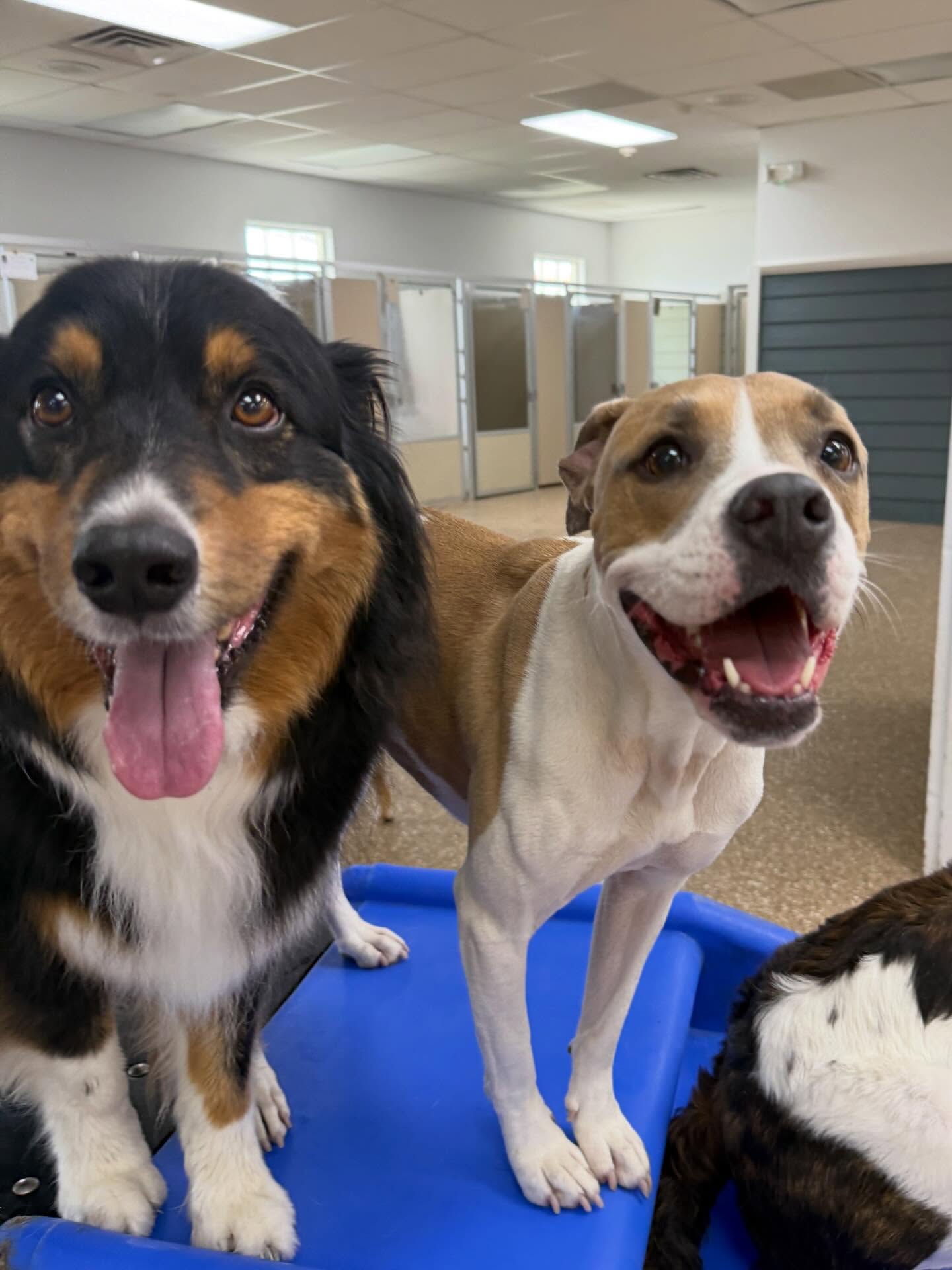 Read more about the article What Is Pet Boarding? A First-Time Pet Parent’s Guide