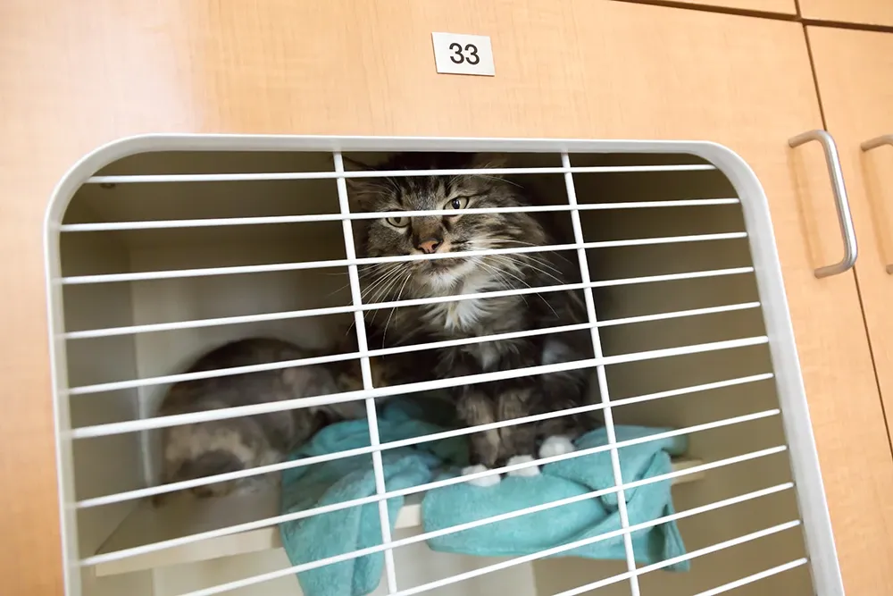 cat in cage relaxing compressed