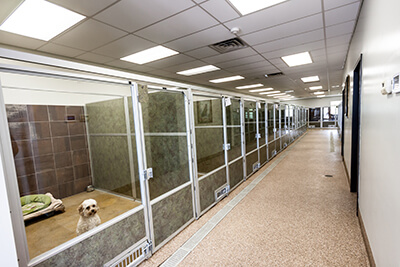 What to Look for in a Boarding Facility