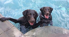 St. Louis Dog Swimming Pool & Pet Boarding