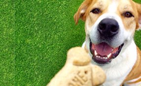 Dog Training Classes in St. Louis